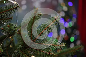 Christmas. Spruce branch against a background of beautiful bokeh