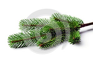 Christmas spruce, green fir twig isolated on white. Xmas pine tree branch