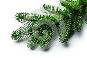 Christmas spruce, green fir twig isolated on white. Xmas pine tree branch
