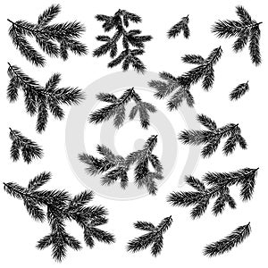 Christmas spruce tree branches black silhouettes