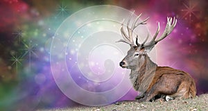 Christmas Stag on a festive background