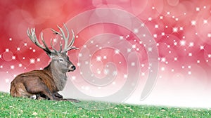 Christmas Stag on a festive red bokeh background