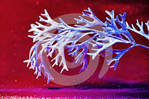 Christmas staghorn plant on red glitter background