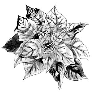 Christmas Star. Black and white monochrome flower photo