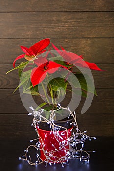 Christmas star flower poinsettia in the red pot with garland on wooden background