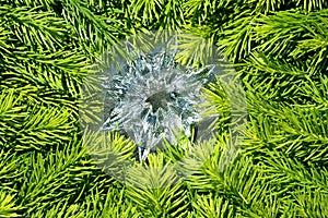 Christmas star and green spruce