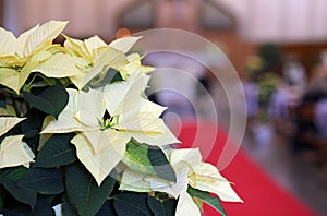 Christmas star with light white leaves into the church