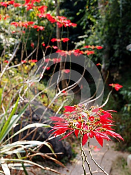 Christmas star plant