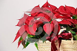 Christmas star Poinsettia in a basket on a white background photo