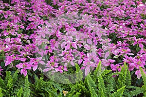 The Christmas star, poinsettia green and pink leaves tree blooming in garden nature background