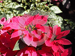 Christmas star, poinsettia green and pink leaves tree blooming in garden nature background