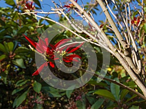 Christmas Star. Poinsettia symbol of Christmas. Red flower of Euphorbia