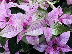 Christmas stars in greenhouse for sale. Background texture photo