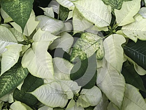 Christmas stars in greenhouse for sale. Background texture photo