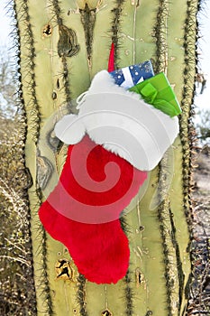 Christmas stocking on cactus