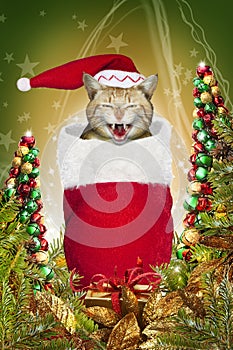 Christmas stocking cat