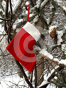 Christmas stocking in winter forest