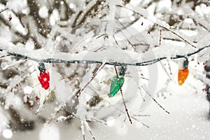 Christmas street light on tree branches