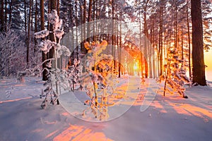 Christmas sunlight in forest. Fir trees covered with frost with evening sunshine in forest. Winter landscape. Winter nature with