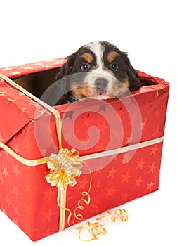 Christmas surprise doggy