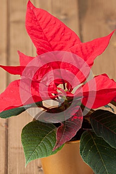 Christmas Symbol. Poinsettia Flower. Wooden