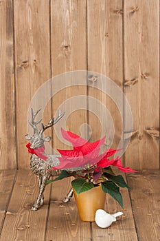 Christmas Symbols. Poinsettia Flower. Reindeer