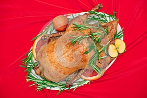 Christmas or Thanksgiving duck baked for traditional festive dinner with apples, rosemary, grapefruits on red Xmas table