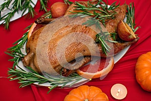 Christmas or Thanksgiving duck baked for traditional festive dinner with apples, rosemary, grapefruits on red Xmas table
