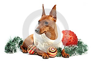 Christmas theme. Miniature Pinscher