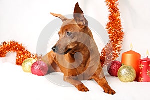 Christmas theme. Miniature Pinscher