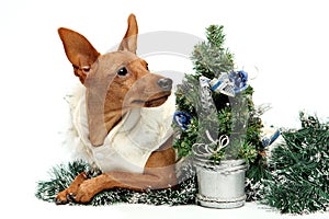 Christmas theme. Miniature Pinscher