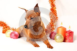 Christmas theme. Miniature Pinscher