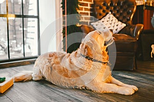 Christmas theme and pets. An adult Golden Oetriver dog licks near the window on New Year`s holidays. Labrador purebred