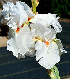 Christmas Time Bearded Iris