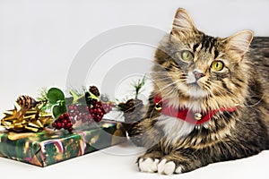 Christmas Time Cat and Jingle Bells