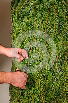 Christmas time.hands cut the protective mesh on a pine. wrapped Green Fluffing coniferous tree.Christmas tree unpacking