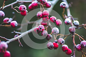 Christmas time and a rime on winter tree with red berries