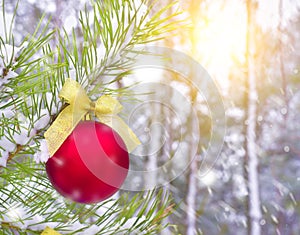 Christmas toys on pine tree brunch