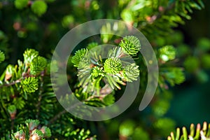 Christmas tree Abies alba twigs with young shoots in spring