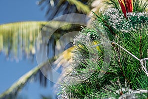 Christmas tree on a background of a palm tree. Christmas in the tropics concept