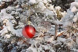 Christmas Tree Ball Decoration - Stock Photo