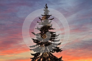 Vánoční strom v Banské Bystrici