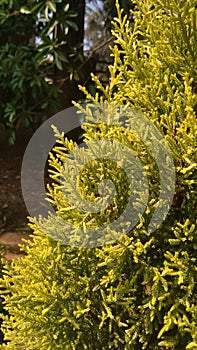 The Christmas tree with a beautiful shape and golden greeny leaf