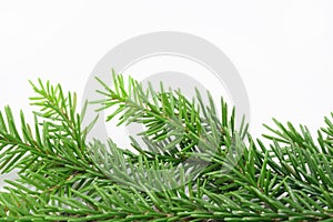 Christmas tree bough