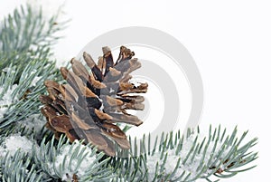 Christmas tree bough with cone