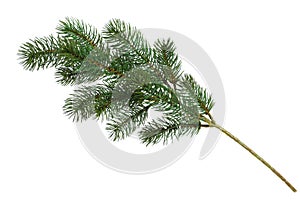 Christmas tree branch