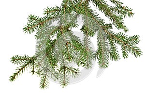 Christmas tree branch