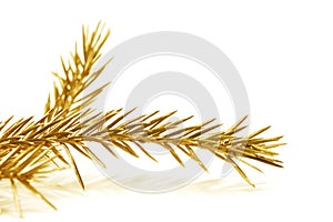 Christmas tree branch