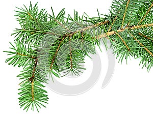 Christmas tree branch