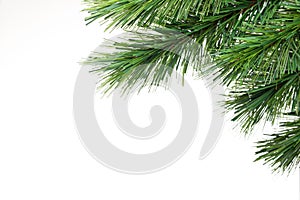 Christmas Tree Branch Background